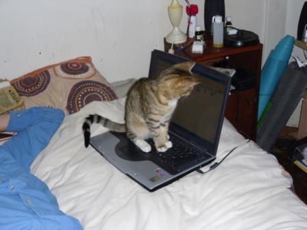 A small cat sitting on a laptop in a clutterd room. It's head is turned to look at the screen.