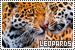 leopards