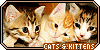 cats & kittens