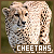 cheetahs