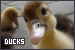 ducks
