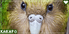 kakapo