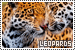 leopards