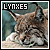 lynxes