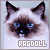 ragdoll