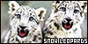 snow leopards
