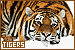 tigers