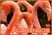 75x50 code with an image of four flamingos and pink border. In the bottom right is the text 'FLAMINGOS' in pink, with a heart above it.